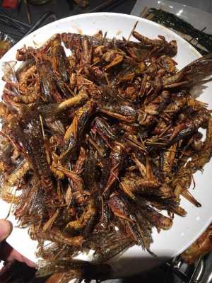 炸蚂蚱吃哪里(蝗尚驾到香酥蚂蚱的做法)-第2张图片-厨房小当家 炸蚂蚱吃哪里(蝗尚驾到香酥蚂蚱的做法)-第2张图片-厨房小当家