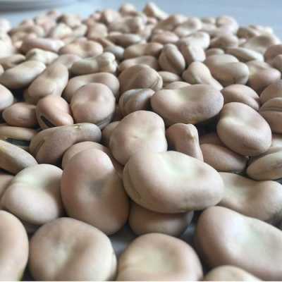 云南哪里出蚕豆(云南人怎么叫蚕豆)-第3张图片-厨房小当家 云南哪里出蚕豆(云南人怎么叫蚕豆)-第3张图片-厨房小当家