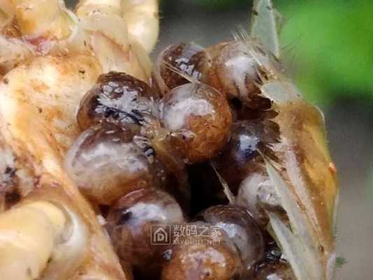 螃蟹籽在哪里(螃蟹的卵长什么样)-第3张图片-厨房小当家 螃蟹籽在哪里(螃蟹的卵长什么样)-第3张图片-厨房小当家