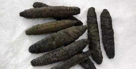 海茄子哪里有(海茄子哪里有卖的)-第2张图片-厨房小当家 海茄子哪里有(海茄子哪里有卖的)-第2张图片-厨房小当家