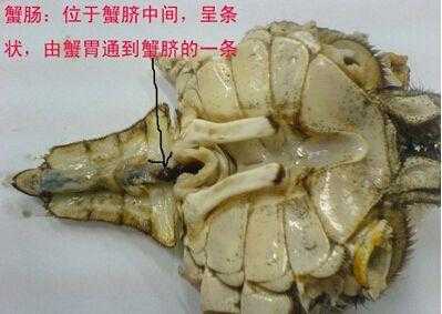 请问螃蟹的蟹鳃、蟹心、蟹胃、蟹肠分别在螃蟹的什么地方啊,蟹肠在哪里-第3张图片-厨房小当家