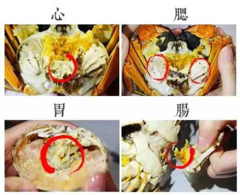 请问螃蟹的蟹鳃、蟹心、蟹胃、蟹肠分别在螃蟹的什么地方啊,蟹肠在哪里-第2张图片-厨房小当家
