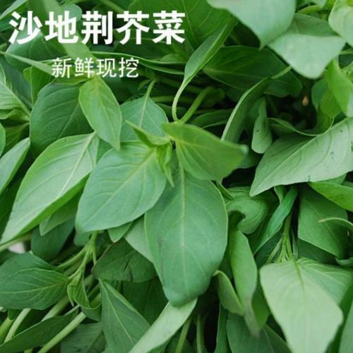 荆芥都是哪里人吃,荆芥菜哪里吃法最好-第2张图片-厨房小当家 荆芥都是哪里人吃,荆芥菜哪里吃法最好-第2张图片-厨房小当家