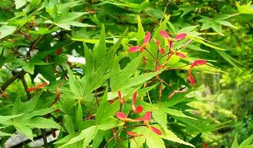 鸡爪豆来自哪里(鸡爪豆来自哪里的植物)-第2张图片-厨房小当家 鸡爪豆来自哪里(鸡爪豆来自哪里的植物)-第2张图片-厨房小当家