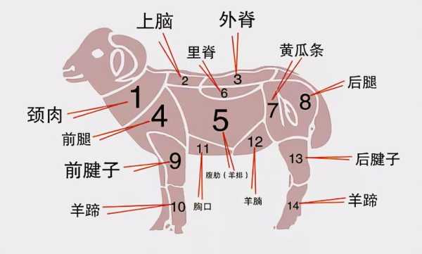 羊哪里肉瘦(羊哪个部位瘦肉多)-第1张图片-厨房小当家 羊哪里肉瘦(羊哪个部位瘦肉多)-第1张图片-厨房小当家