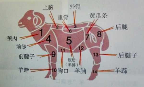 羊哪里肉瘦(羊哪个部位瘦肉多)-第3张图片-厨房小当家 羊哪里肉瘦(羊哪个部位瘦肉多)-第3张图片-厨房小当家