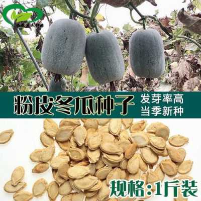 什么地方的冬瓜种子好,冬瓜籽哪里最好种植-第2张图片-厨房小当家 什么地方的冬瓜种子好,冬瓜籽哪里最好种植-第2张图片-厨房小当家