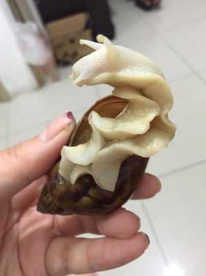 蜗牛肉要吃哪里（蜗牛肉要吃哪里的肉）-第1张图片-厨房小当家