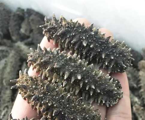 哪里海参最高(全世界海参产地最好的排名)-第1张图片-厨房小当家 哪里海参最高(全世界海参产地最好的排名)-第1张图片-厨房小当家