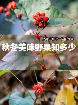 红果哪里东西好吃(红果哪里东西好吃又便宜)-第3张图片-厨房小当家 红果哪里东西好吃(红果哪里东西好吃又便宜)-第3张图片-厨房小当家