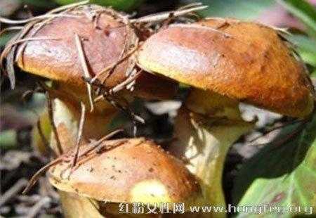 松蘑菇哪里有(北方松蘑的采摘时间)-第3张图片-厨房小当家 松蘑菇哪里有(北方松蘑的采摘时间)-第3张图片-厨房小当家