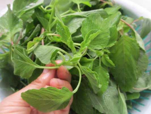 哪里的荠菜好吃(白花荠菜和紫花荠菜哪个更好)-第2张图片-厨房小当家 哪里的荠菜好吃(白花荠菜和紫花荠菜哪个更好)-第2张图片-厨房小当家