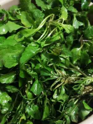 哪里的荠菜好吃(白花荠菜和紫花荠菜哪个更好)-第3张图片-厨房小当家 哪里的荠菜好吃(白花荠菜和紫花荠菜哪个更好)-第3张图片-厨房小当家