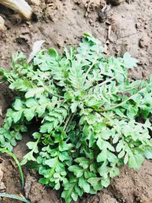 哪里的荠菜好吃(白花荠菜和紫花荠菜哪个更好)-第1张图片-厨房小当家 哪里的荠菜好吃(白花荠菜和紫花荠菜哪个更好)-第1张图片-厨房小当家