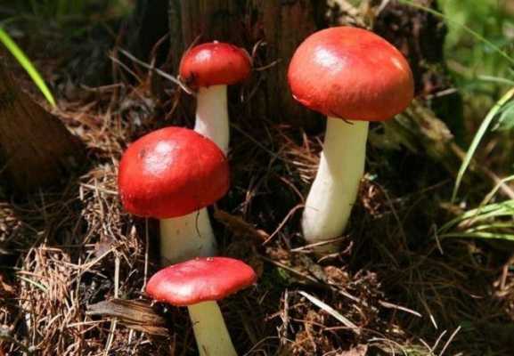 红蘑哪里好（野生菌第一大省）-第1张图片-厨房小当家