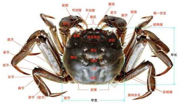 螃蟹内脏在哪里(螃蟹内脏在哪里)-第1张图片-厨房小当家 螃蟹内脏在哪里(螃蟹内脏在哪里)-第1张图片-厨房小当家