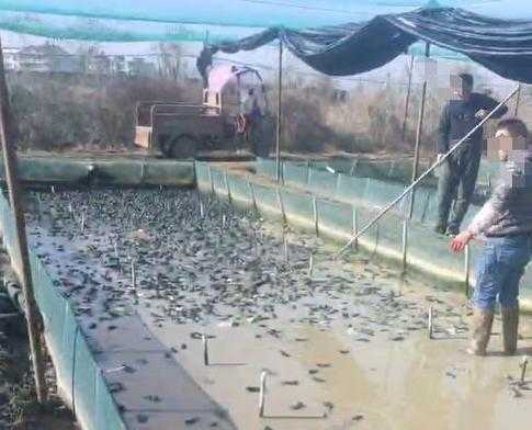 福州哪里牛蛙好吃(中国有没有野生牛蛙)-第3张图片-厨房小当家 福州哪里牛蛙好吃(中国有没有野生牛蛙)-第3张图片-厨房小当家