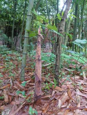 斑竹四川什么季节有,哪里销售斑竹笋最多-第3张图片-厨房小当家 斑竹四川什么季节有,哪里销售斑竹笋最多-第3张图片-厨房小当家