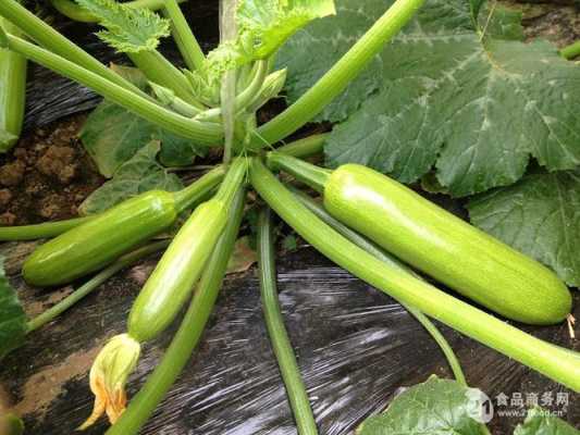 角瓜是哪里（库尔勒哪里种西葫芦籽多）-第2张图片-厨房小当家