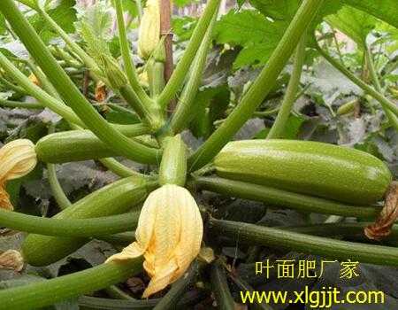 角瓜是哪里（库尔勒哪里种西葫芦籽多）-第3张图片-厨房小当家