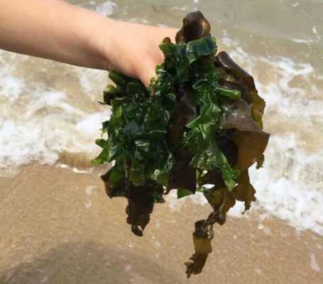 菜市场有哪几种海带卖,哪里产鲜海菜最好-第2张图片-厨房小当家 菜市场有哪几种海带卖,哪里产鲜海菜最好-第2张图片-厨房小当家