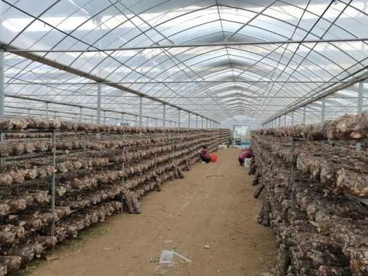 温州菌类养殖基地有哪些,哪里适合花菇养殖呢-第1张图片-厨房小当家 温州菌类养殖基地有哪些,哪里适合花菇养殖呢-第1张图片-厨房小当家