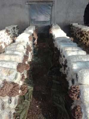温州菌类养殖基地有哪些,哪里适合花菇养殖呢-第3张图片-厨房小当家 温州菌类养殖基地有哪些,哪里适合花菇养殖呢-第3张图片-厨房小当家