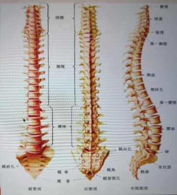 龙脊骨在哪里（龙有脊椎吗）-第3张图片-厨房小当家