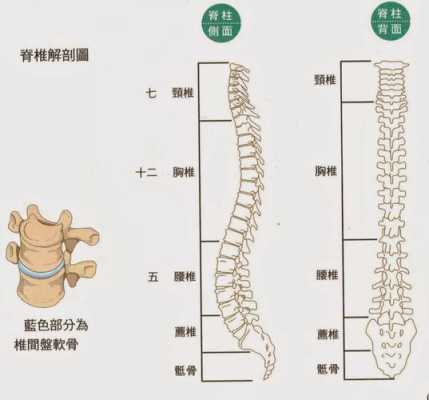 龙脊骨在哪里（龙有脊椎吗）-第1张图片-厨房小当家