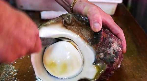 海蜗牛吃哪里(海蜗牛都吃什么)-第1张图片-厨房小当家 海蜗牛吃哪里(海蜗牛都吃什么)-第1张图片-厨房小当家