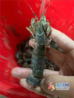 广东哪个海滩有大量的虾,广东虾批发市场-第1张图片-厨房小当家 广东哪个海滩有大量的虾,广东虾批发市场-第1张图片-厨房小当家
