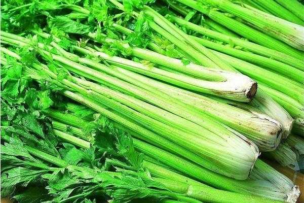 芹菜可吃部分是哪里,西芹吃什么部位-第2张图片-厨房小当家 芹菜可吃部分是哪里,西芹吃什么部位-第2张图片-厨房小当家