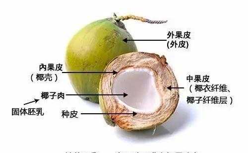 椰子籽在哪里(椰子籽在哪里能买到)-第1张图片-厨房小当家 椰子籽在哪里(椰子籽在哪里能买到)-第1张图片-厨房小当家