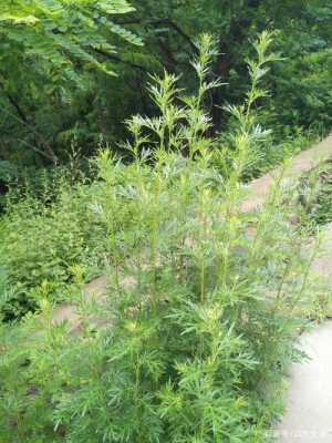 沈阳艾蒿哪里有(沈阳艾蒿哪里有卖的)-第2张图片-厨房小当家 沈阳艾蒿哪里有(沈阳艾蒿哪里有卖的)-第2张图片-厨房小当家