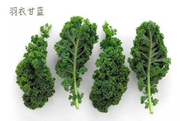 哪里的羽衣甘蓝最多,哪里的甘蓝多好吃-第2张图片-厨房小当家 哪里的羽衣甘蓝最多,哪里的甘蓝多好吃-第2张图片-厨房小当家