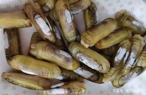 指甲螺吃哪里(指甲螺怎么清洗)-第1张图片-厨房小当家 指甲螺吃哪里(指甲螺怎么清洗)-第1张图片-厨房小当家