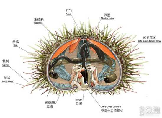 海胆嘴巴在哪里(海胆嘴巴在哪里生长)-第3张图片-厨房小当家 海胆嘴巴在哪里(海胆嘴巴在哪里生长)-第3张图片-厨房小当家