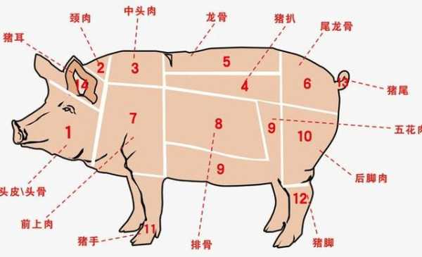 猪肉排是哪里(五花肉位于猪身体的哪个部位呢)-第3张图片-厨房小当家 猪肉排是哪里(五花肉位于猪身体的哪个部位呢)-第3张图片-厨房小当家