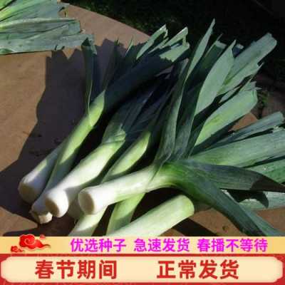 东北青蒜头收获时间,青蒜头哪里买的到-第3张图片-厨房小当家 东北青蒜头收获时间,青蒜头哪里买的到-第3张图片-厨房小当家