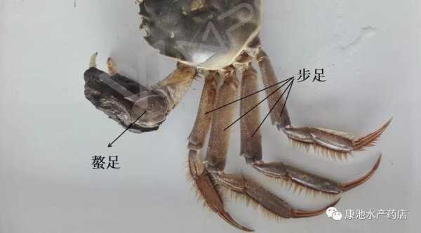 螯足是哪里(螯足是哪里 是钳子嘛)-第3张图片-厨房小当家 螯足是哪里(螯足是哪里 是钳子嘛)-第3张图片-厨房小当家