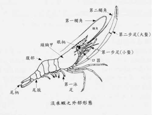 螯足是哪里(螯足是哪里 是钳子嘛)-第2张图片-厨房小当家 螯足是哪里(螯足是哪里 是钳子嘛)-第2张图片-厨房小当家