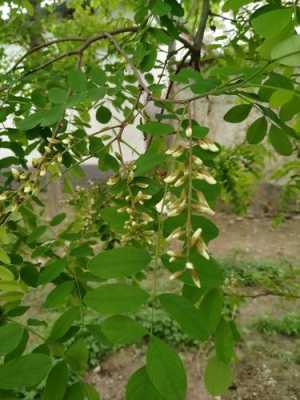 槐米花在什么季节采收,槐花饼哪里产的最好-第1张图片-厨房小当家 槐米花在什么季节采收,槐花饼哪里产的最好-第1张图片-厨房小当家