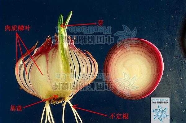 洋葱根部在哪里(洋葱是长到地下还是地上的)-第3张图片-厨房小当家 洋葱根部在哪里(洋葱是长到地下还是地上的)-第3张图片-厨房小当家
