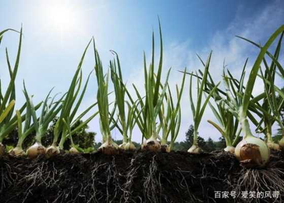 洋葱根部在哪里(洋葱是长到地下还是地上的)-第2张图片-厨房小当家 洋葱根部在哪里(洋葱是长到地下还是地上的)-第2张图片-厨房小当家
