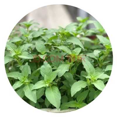 荆芥叶哪里有(荆芥叶哪里有卖的)-第3张图片-厨房小当家 荆芥叶哪里有(荆芥叶哪里有卖的)-第3张图片-厨房小当家