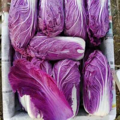 紫色白菜产于哪里(紫色白菜产于哪里呢)-第3张图片-厨房小当家 紫色白菜产于哪里(紫色白菜产于哪里呢)-第3张图片-厨房小当家