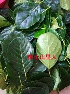博山什么地方批发菠萝叶,菠萝叶什么样-第2张图片-厨房小当家