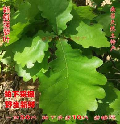 博山什么地方批发菠萝叶,菠萝叶什么样-第3张图片-厨房小当家