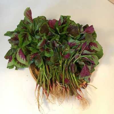 红蔊菜哪里有(红菜哪里有卖)-第2张图片-厨房小当家 红蔊菜哪里有(红菜哪里有卖)-第2张图片-厨房小当家