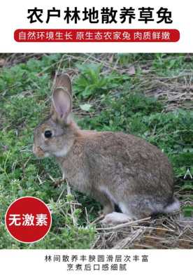 兔子杀哪里最好(杀兔子放血不放血的区别)-第3张图片-厨房小当家 兔子杀哪里最好(杀兔子放血不放血的区别)-第3张图片-厨房小当家
